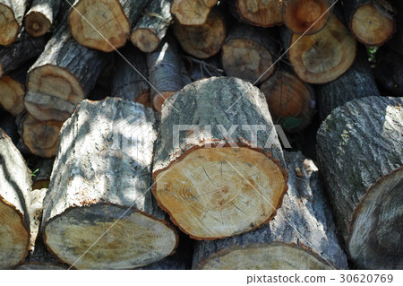 Pile of stacked logs Pile of stacked logs 30620769
