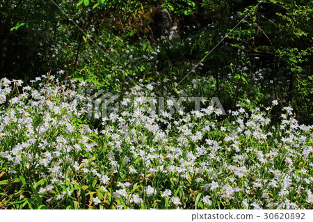 Flowers of Shaga Flowers of Shaga 30620892