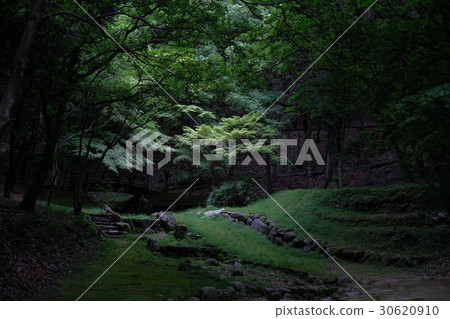 Atmosphere with forest Atmosphere with forest 30620910