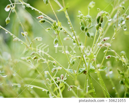 雨後的草原 雨後的草原 30621055