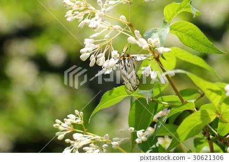 Ushuba clan 30621306