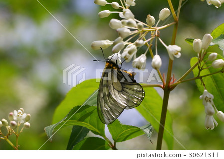 Ushuba clan 30621311