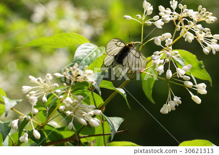 烏蘇巴族 30621313