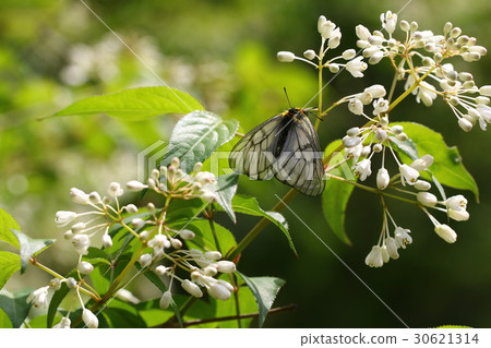 烏蘇巴族 烏蘇巴族 30621314