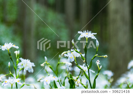 沙加集團村水源村 30621416