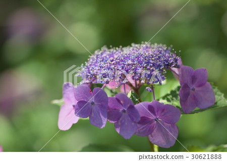 Purple hydrangea 30621888