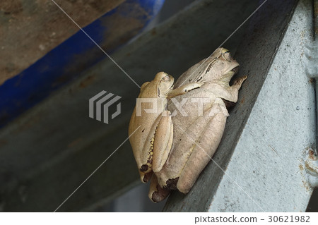 Painted Bullfrog with a little bullfrog Painted Bullfrog with a little bullfrog 30621982