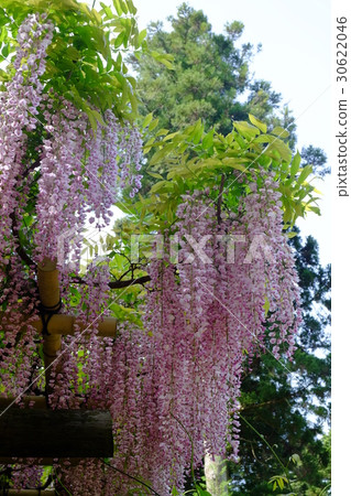 紫藤花 30622046