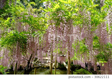 紫藤花 紫藤花 30622111