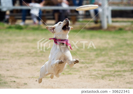 Dog jumping at Frisbee Dog jumping at Frisbee 30622341