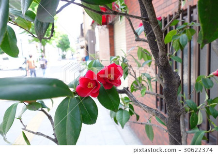 山茶花 30622374