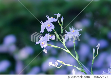 Flowers of Shaga 30622375