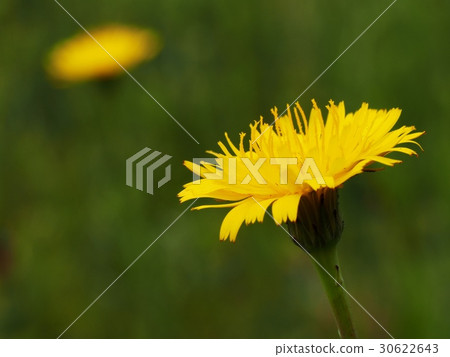 Butana花Butana花 Butana花Butana花 30622643