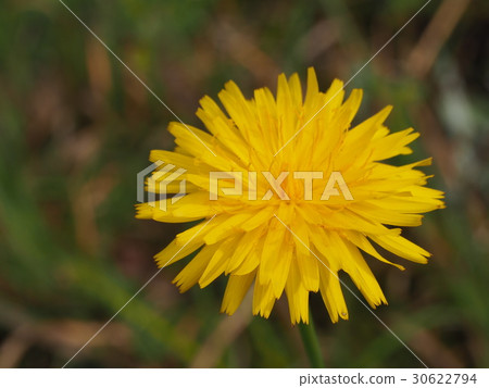 Butana花Butana花 30622794