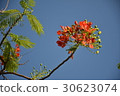 Flower, phoenix flower, graduation, June, summer, carol 30623074