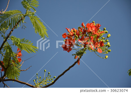 Flower, phoenix flower, graduation, June, summer, carol 30623074