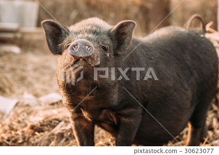 Household A Small Black Pig Sniffs Air In Farm 30623077
