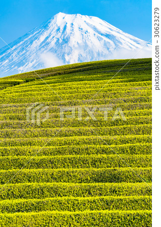 "Shizuoka prefecture" Tea fields of Mt. Fuji and Oobuchi Sasaba "Shizuoka prefecture" Tea fields of Mt. Fuji and Oobuchi Sasaba 30623279