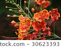 Plant, flower, phoenix flower, graduation 30623393