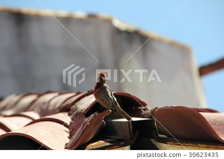 Mexico Machico (Mexico) 30623435