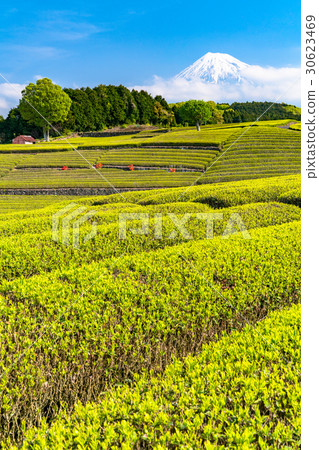“靜岡縣”富士山和Oobuchi Sasaba的茶園 “靜岡縣”富士山和Oobuchi Sasaba的茶園 30623469