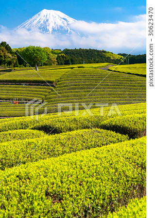 "Shizuoka prefecture" Tea fields of Mt. Fuji and Oobuchi Sasaba "Shizuoka prefecture" Tea fields of Mt. Fuji and Oobuchi Sasaba 30623470