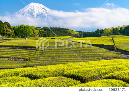 “靜岡縣”富士山和Oobuchi Sasaba的茶園 “靜岡縣”富士山和Oobuchi Sasaba的茶園 30623471