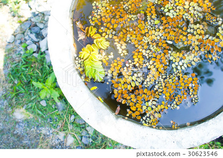 water lettuce ,stemless water plant or duckweed 30623546