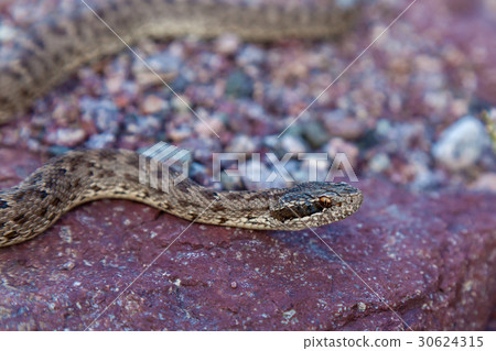 The snake basks on the rock 30624315