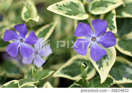 Flowers of Turnishitis Flowers of Turnishitis 30624622