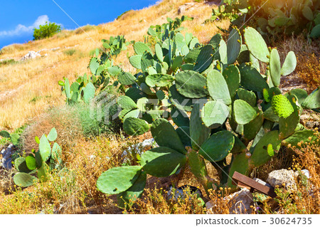 Huge green cactus. Rethymno, Crete, Greece 30624735