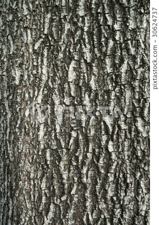 Tree bark texture Tree bark texture 30624737