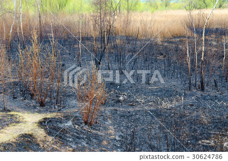 Scorched spring dry grass and rubbish on ashes 30624786