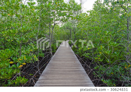 Wooden pathway in mangrove forest thailand 30624831