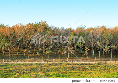 Rubber plantation in Thailand 30624965