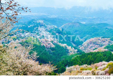 Cherry blossom on mount yoshino at nara japan 30625280