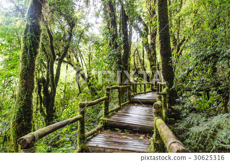Pathway in forest at inthanon chiangmai thailand 30625316