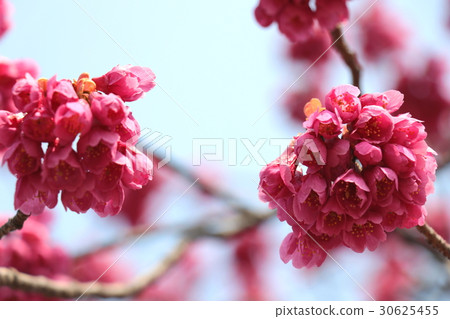 Kanahazakura Kanahazakura 30625455