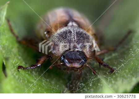 Beetle in the wild 30625778