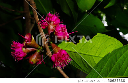 Jamaican apple flower 30625888
