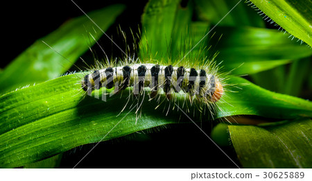 Worm on a grass in the garden Worm on a grass in the garden 30625889