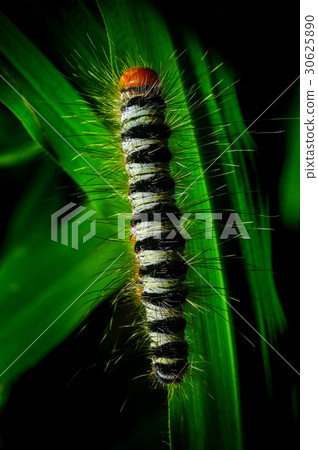 Worm on a grass in the garden Worm on a grass in the garden 30625890