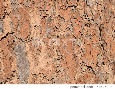 Bark wood tree details. closeup wooden texture. Bark wood tree details. closeup wooden texture. 30626028