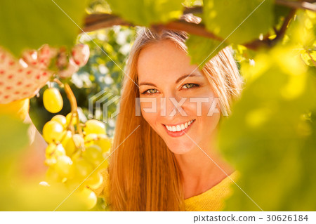Woman winegrower picking grapes at harvest time Woman winegrower picking grapes at harvest time 30626184