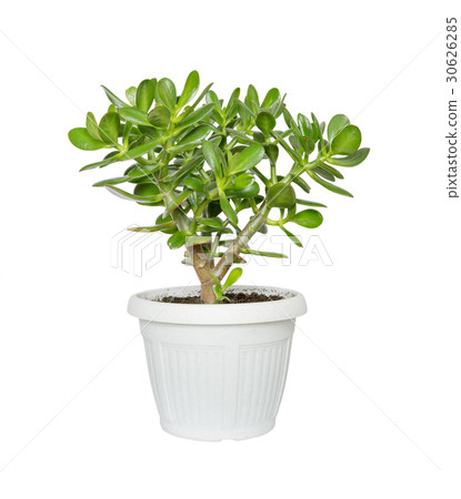 House plant Crassula House plant Crassula 30626285