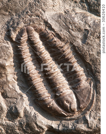 Fossil of a trilobites from ordovician period Fossil of a trilobites from ordovician period 30626410