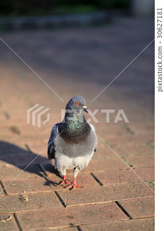 Pigeon bathing in the morning sun Pigeon bathing in the morning sun 30627181