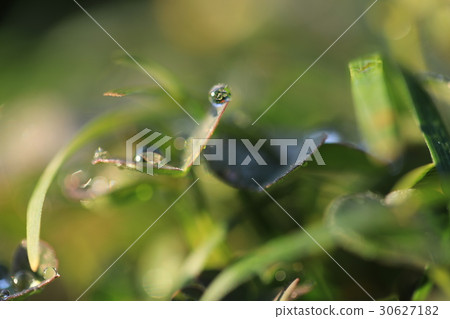 Green world in the drop Green world in the drop 30627182
