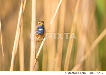 Bluethroat or Luscinia svecica 30627217