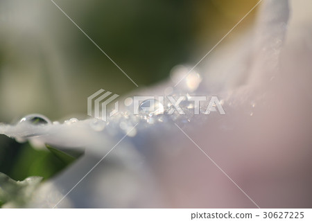滴在早晨的陽光下閃閃發光 30627225